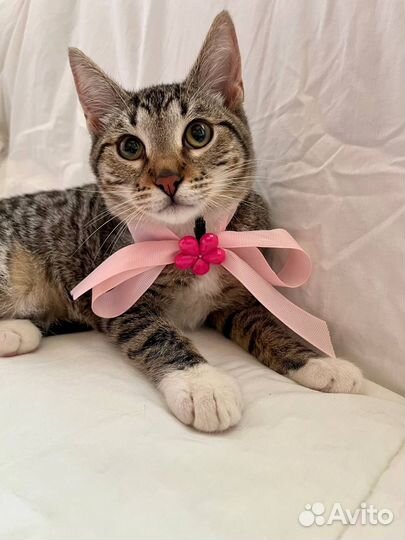 Котенок (девочка)