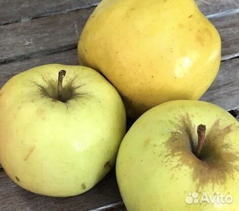 Саженцы ель голубая