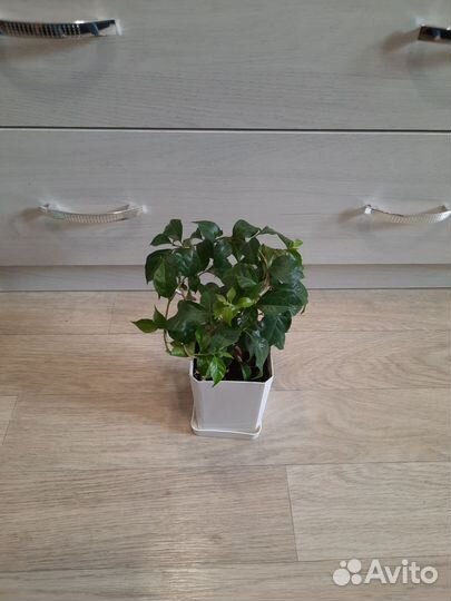 Бугенвилия