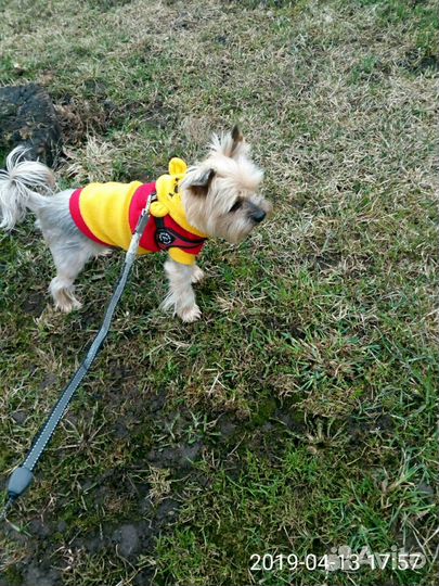 Передержка собак