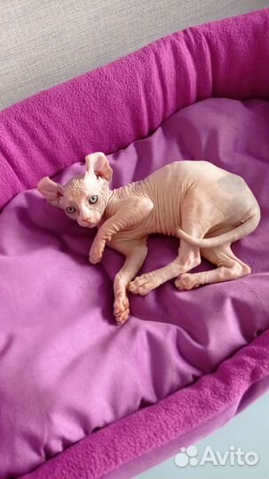 Котëнок Агнесса