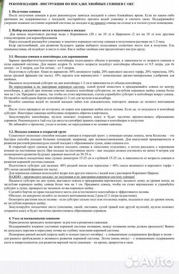 Кедр сибирский. 5 лет