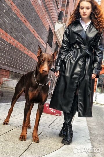 Доберман,Доберманы для фотосессии