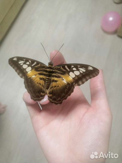 Ферма бабочек