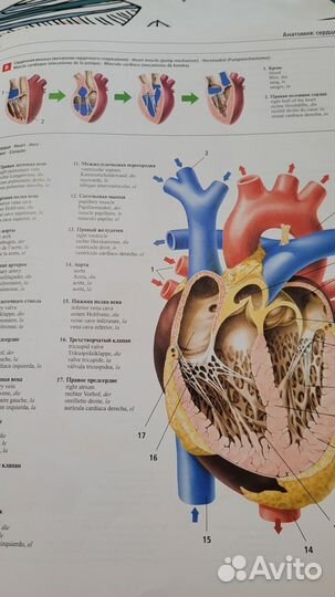 Большой иллюстрированный словарь