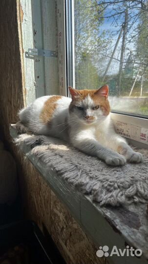 Стерилизованная рыжая кошка в добрые руки