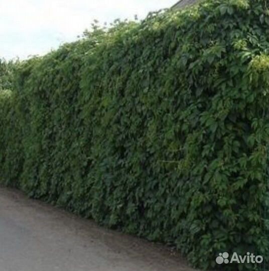 Дикий девичий виноград