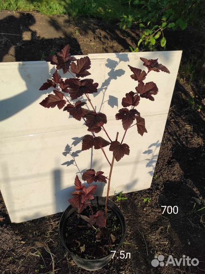 Пузыреплодник красный в горшках 7.5 и 15 л