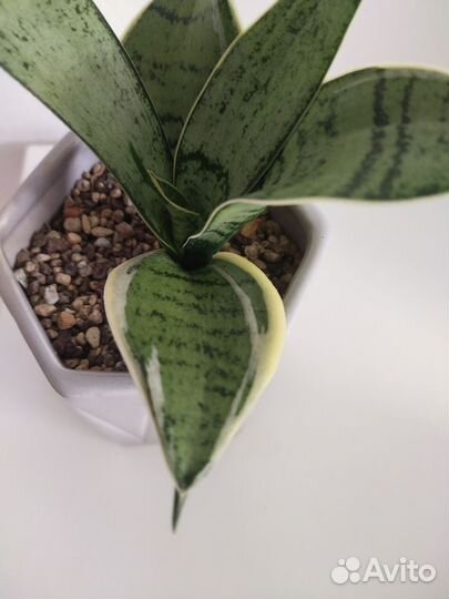 Сансевиерия ханни крем