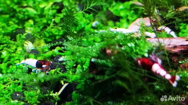 Креветки Taiwan Bee разные. pH метр электронный