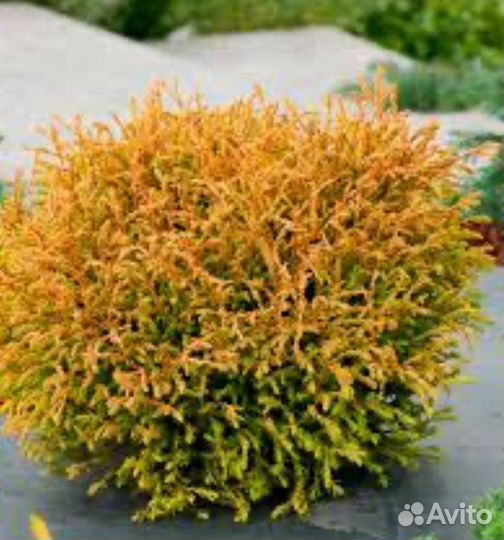 Туя Фаер Чиф,Голден Таффет,Мириам