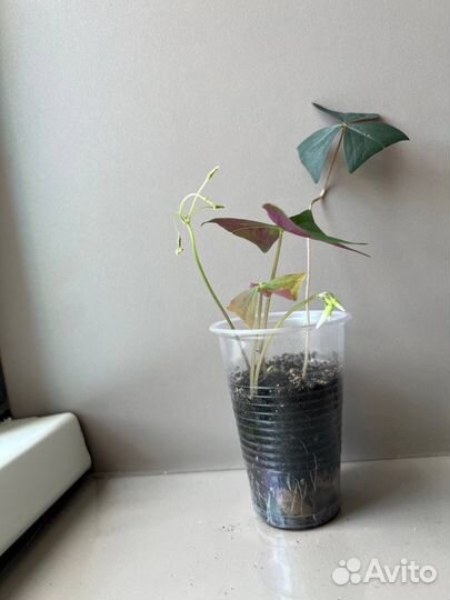 Кислица оксалис