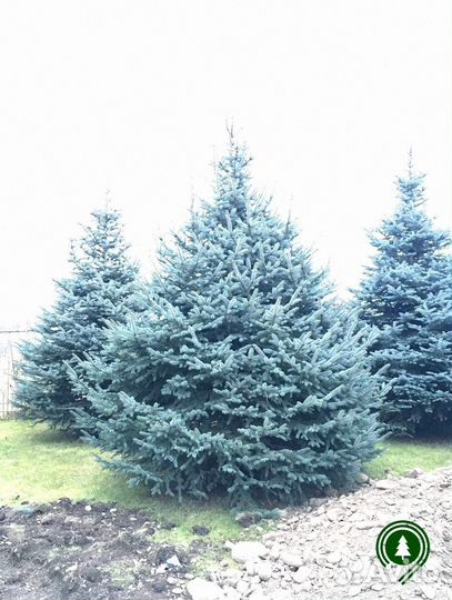 Голубая ель для дачи. Питомник