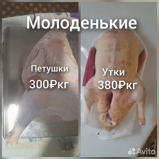 Утки и петушки