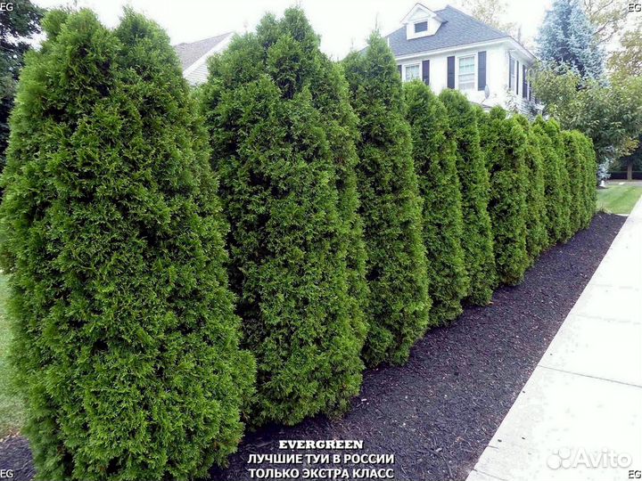 Туи вип класса