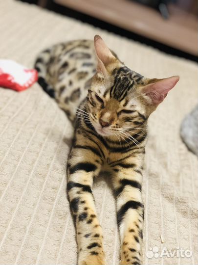 Бенгальская кошка вязка