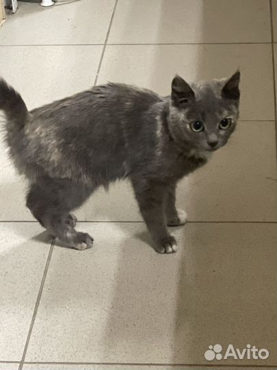 Котёнок девочка