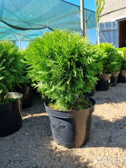 Саженцы Туя западная Даника