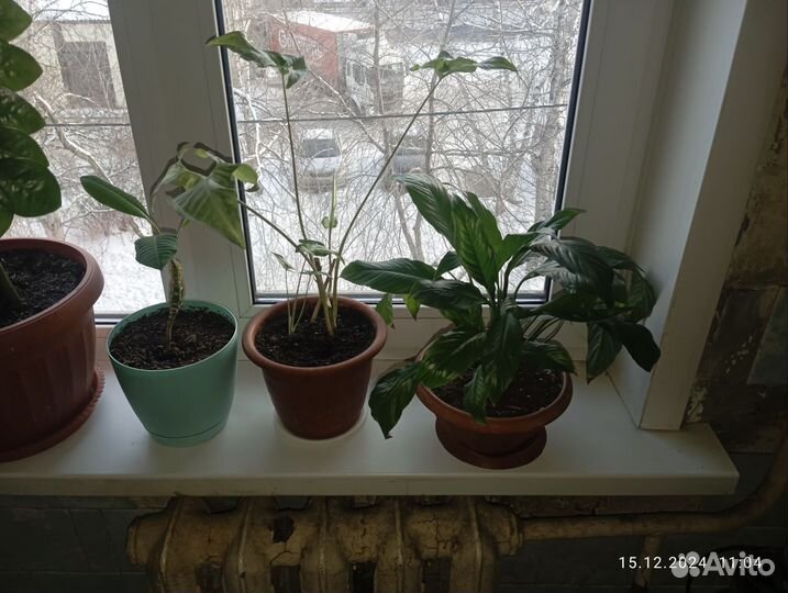 Цветы домашние в горшках