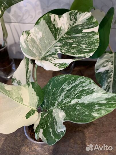 Монстера вариегатная альба