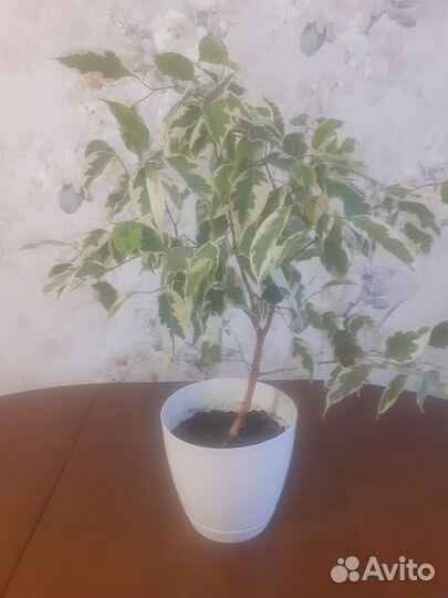 Комнатные цветы