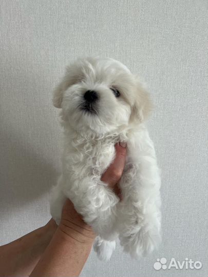 Щенок мальтезе