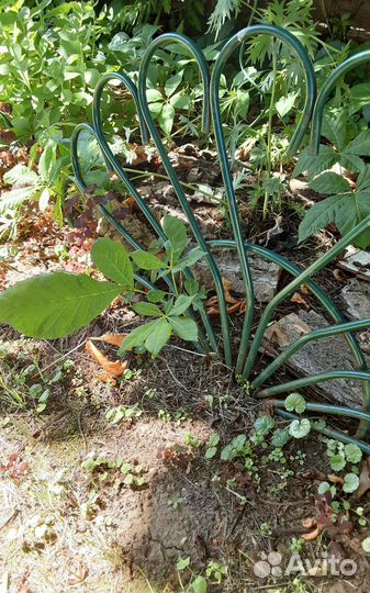 Саженцы каштана