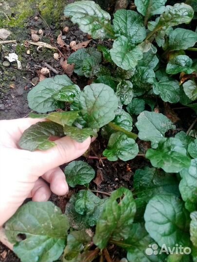 Живучка ползучая (аюга) / барвинок/ хоста