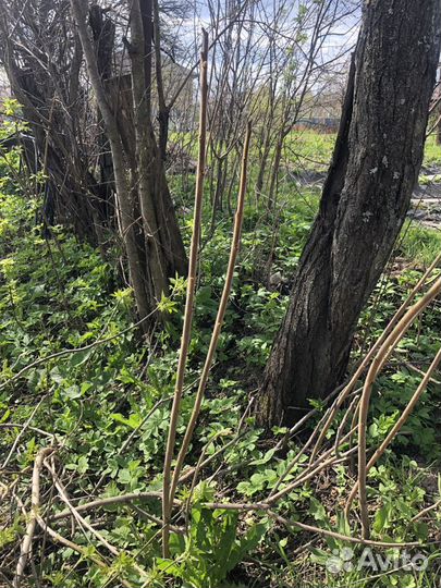 Пальма Сумах