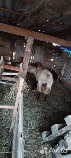 Бараны на племя