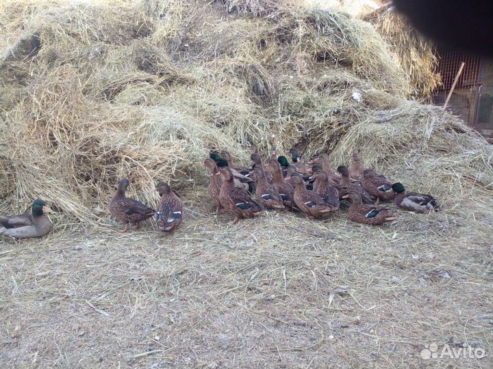 Утки подсадные