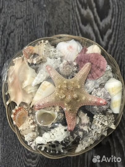 Новый набор морских ракушек