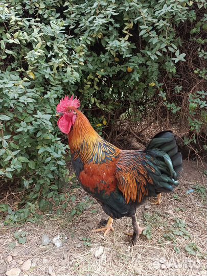 Молодые петухи