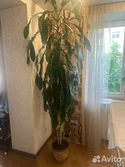 Драцена