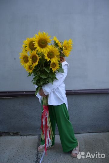 Подсолнухи Гиганты