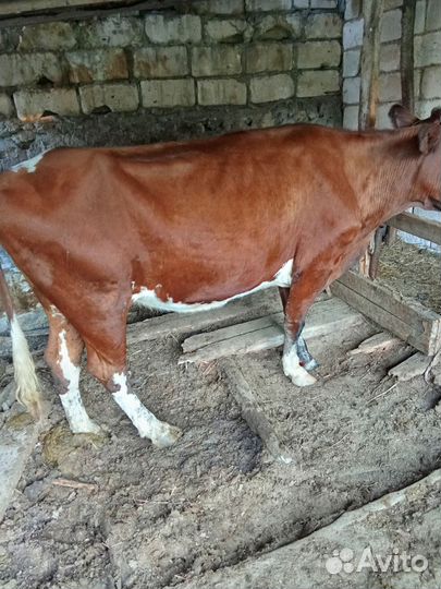 Корова стельная дойная