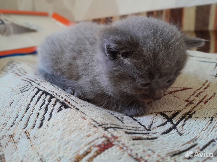 Два котёнка девочки. Уже месяц