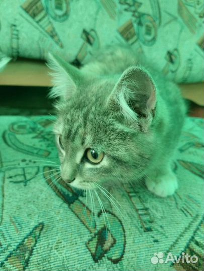 Котенок девочка бесплатно в добрые руки