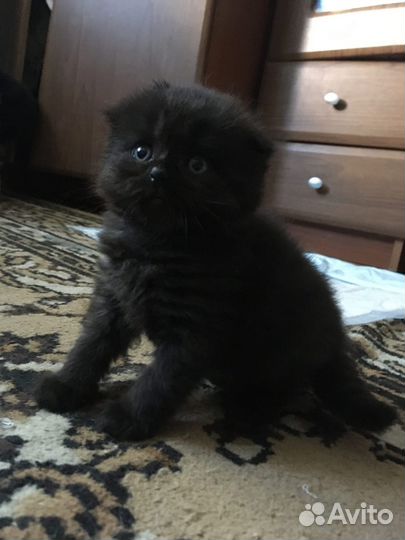 Котята черные вислоухие