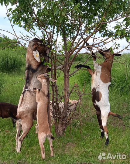 Дойные и годовалые козы