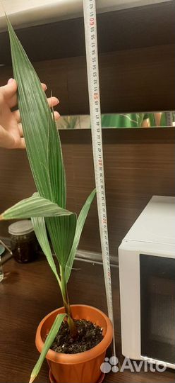 Пальма Вашингтония