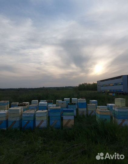 Мёд натуральный