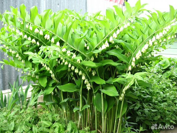 Купена, с доставкой