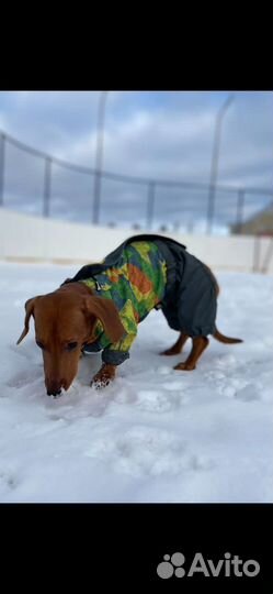 Куртка для таксы