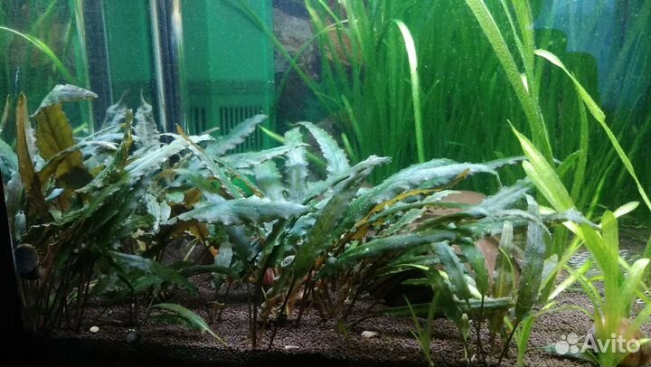 Аквариумные растения