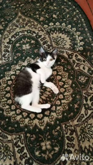 Котенок в дар