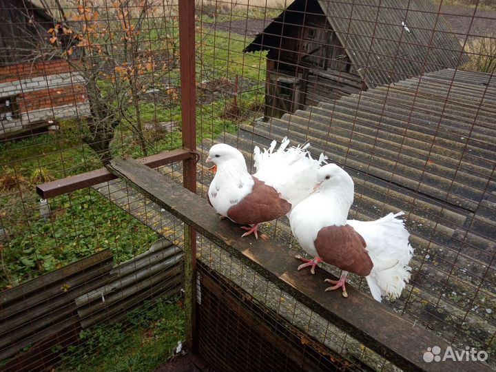 Продажа статных голубей