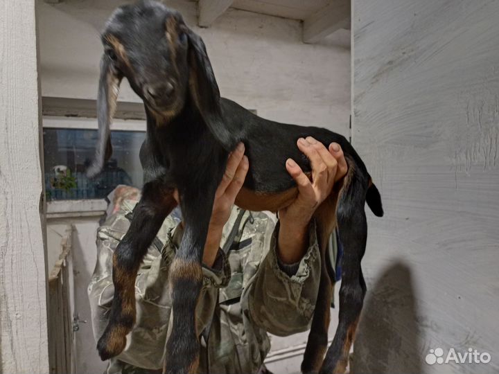 Нубийский козлик