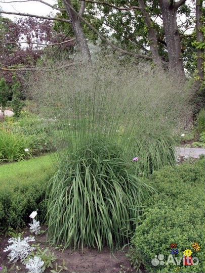 Злаки - вейник, щучка, молиния, просо