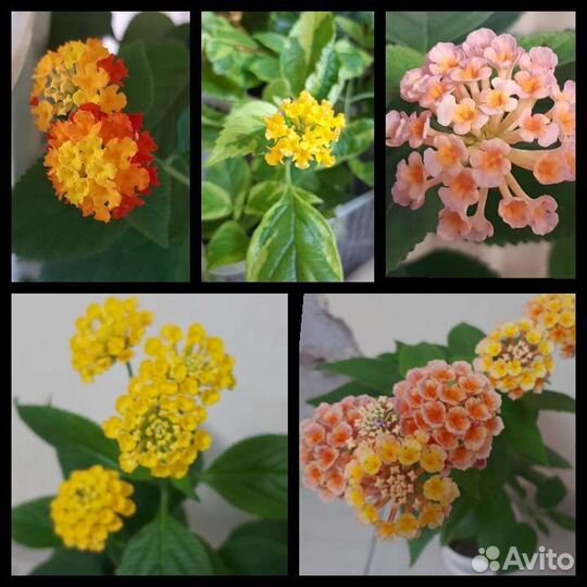 Лантана 20 видов